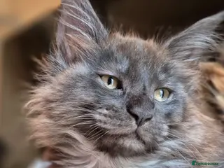 Maine Coon cats Mein con - Advert 5