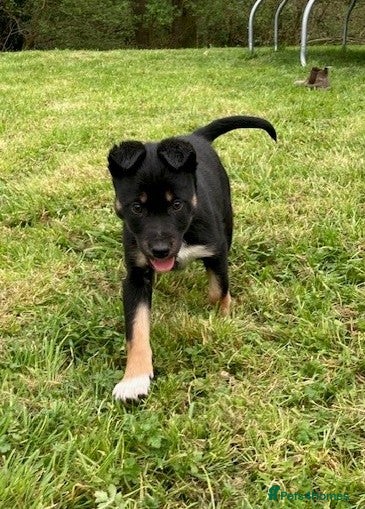 Mixed Breed dogs Huntaway x Collie - Advert 1