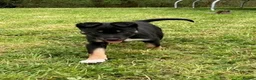 Mixed Breed dogs for sale: Huntaway x Collie - Advert 1