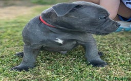 Staffordshire Bull Terrier dogs for sale: Elegant active blue staffordshire puppies - Image 6