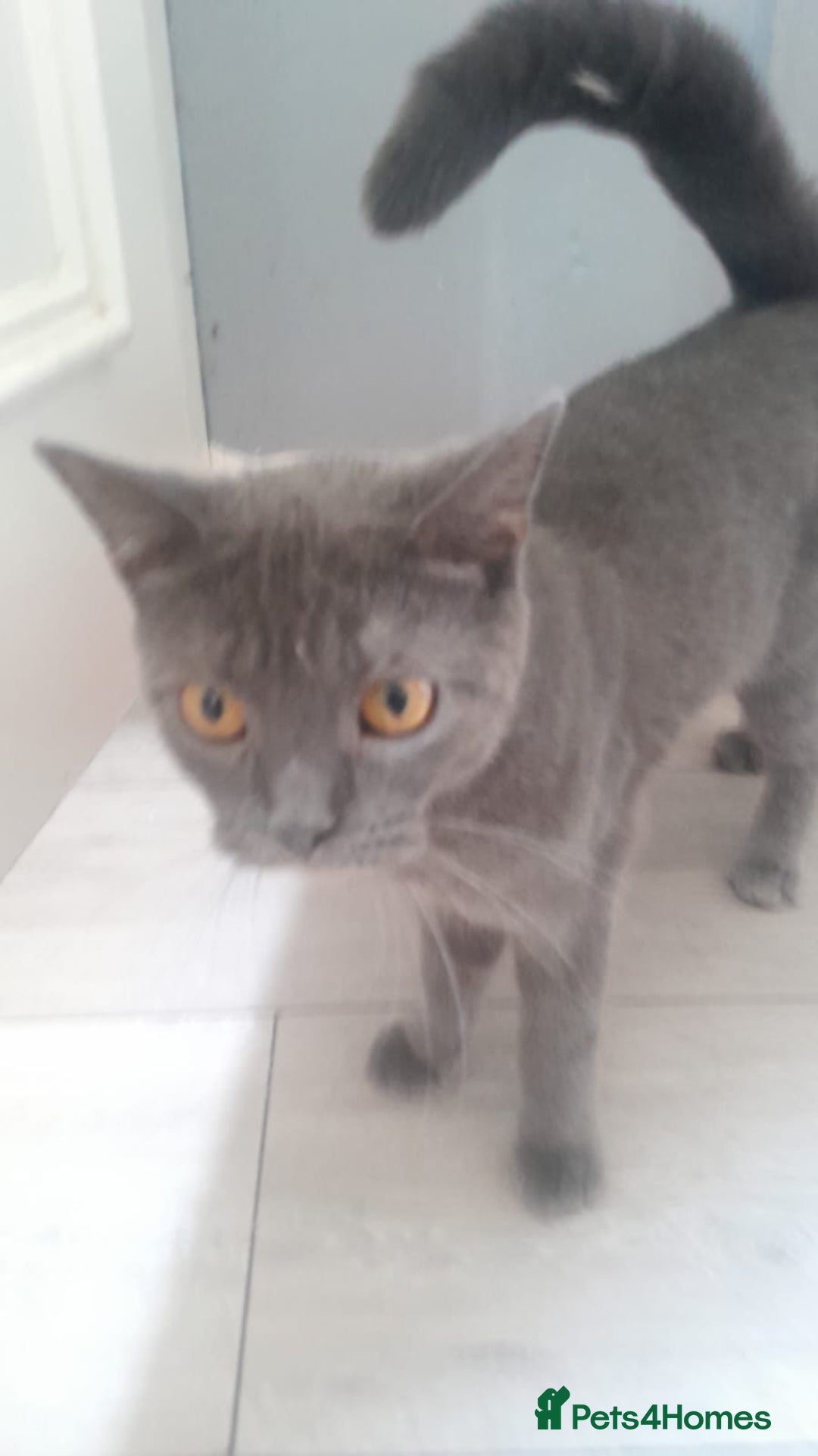 British Shorthair cats for sale:  British short hair kittens  - Image 11