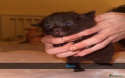 Mixed Breed cats for sale: 9 fluffy beautiful kittens 5 left!  - Image 2