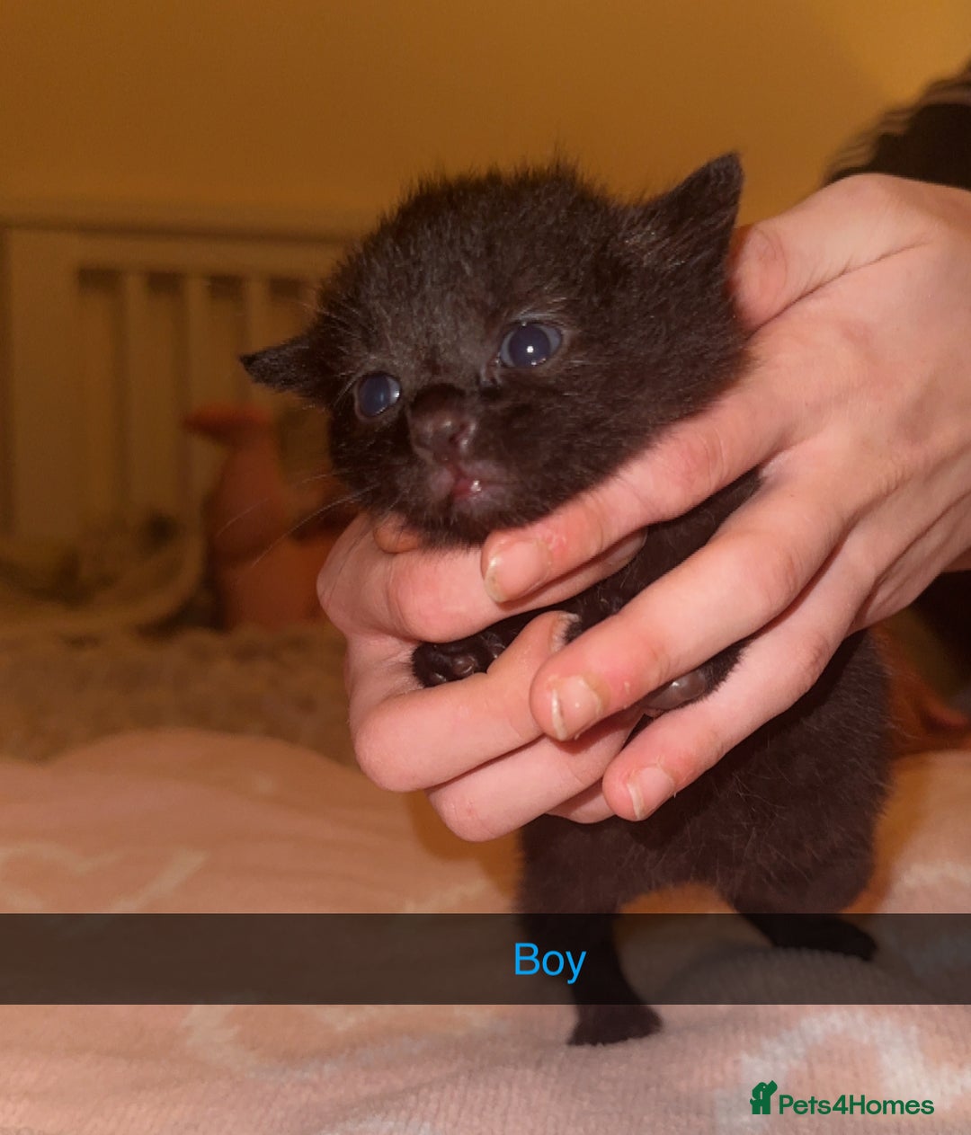 Mixed Breed cats for sale: 9 fluffy beautiful kittens 5 left!  - Image 2