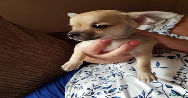 Chihuahua dogs - Advert 3