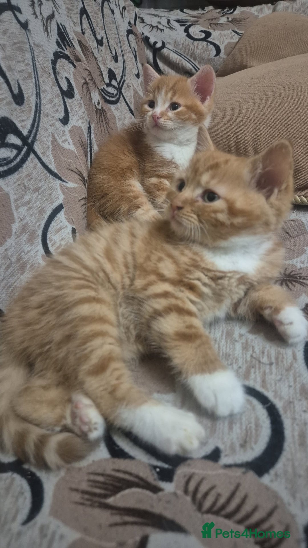 Mixed Breed cats for sale: Half British shorthair kittens - Advert 5