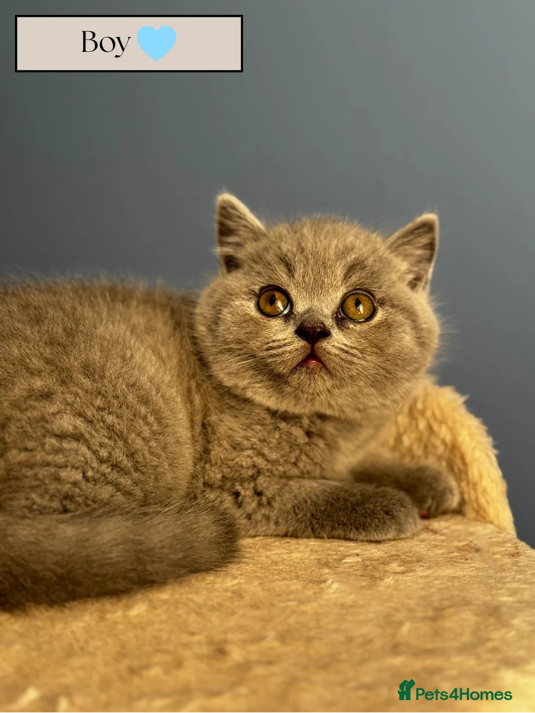British Shorthair cats for sale: *READY SOON* BRITISH SHORTHAIR KITTENS🐱🩶 - Advert 8