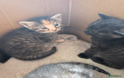Domestic Shorthair cats for sale: Tabby and black kittens  - Image 6