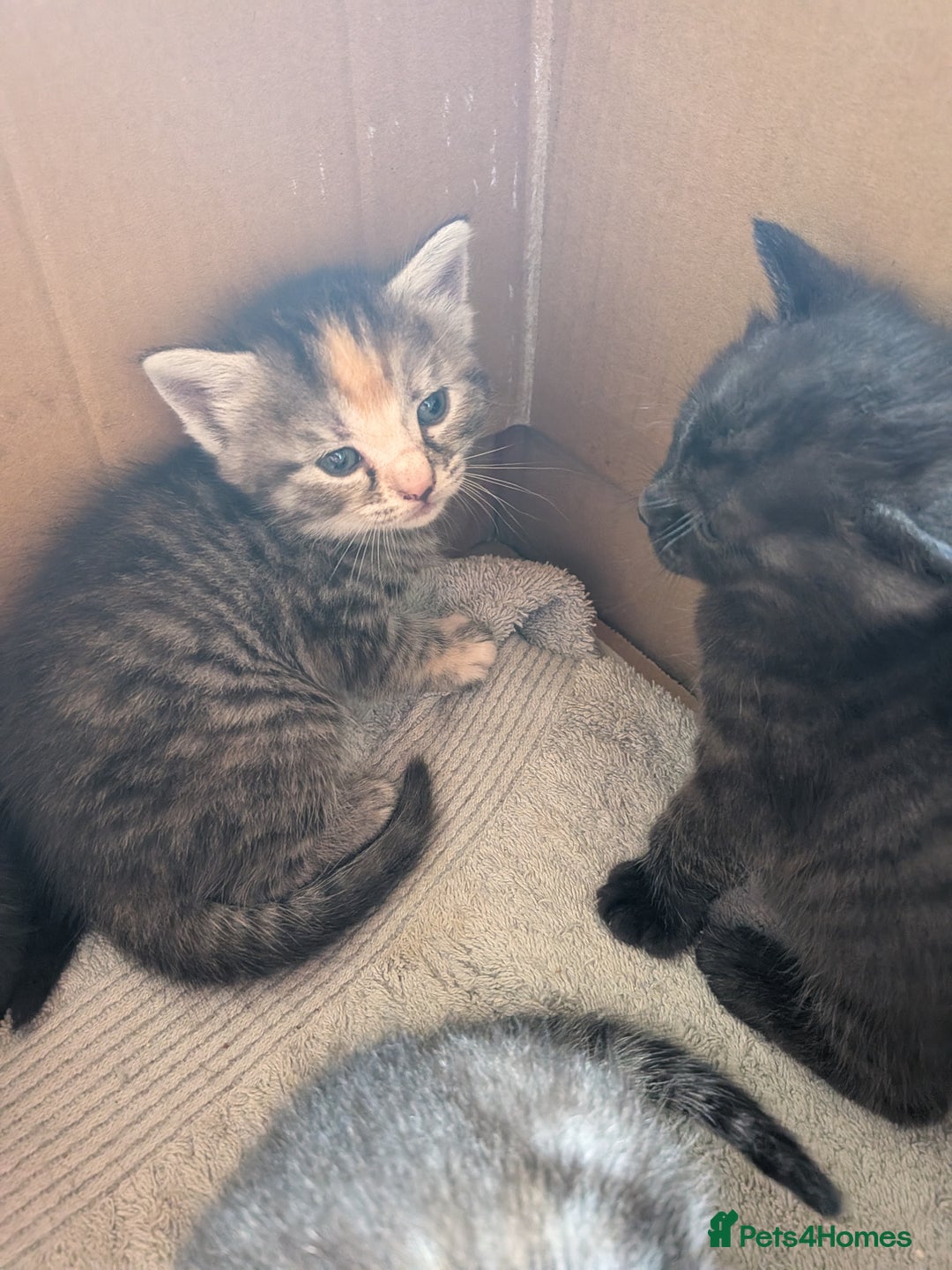 Domestic Shorthair cats for sale: Tabby and black kittens  - Image 6