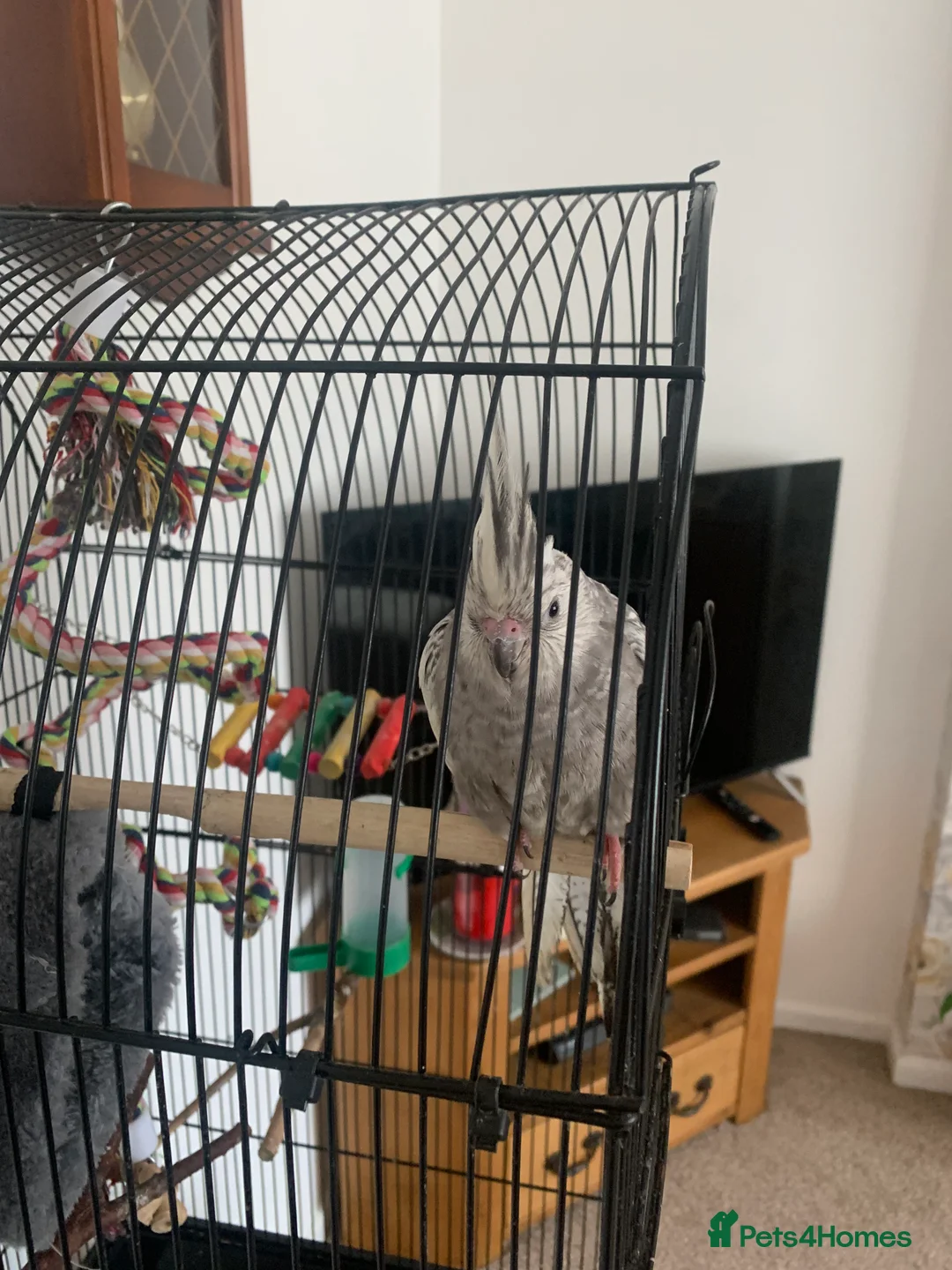 Cockatiels birds for sale: Cockatiel and cage - Advert 2