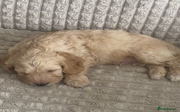 Cockapoo dogs for sale: Beautiful cockapoo puppies - Image 24