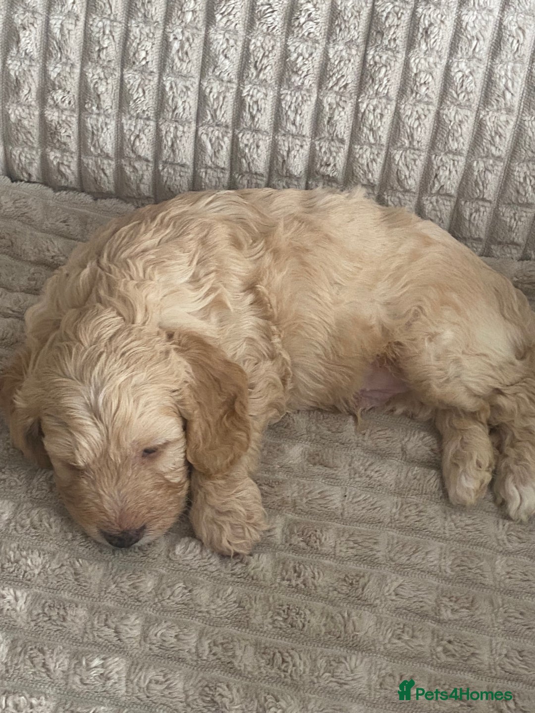 Cockapoo dogs for sale: Beautiful cockapoo puppies - Image 24