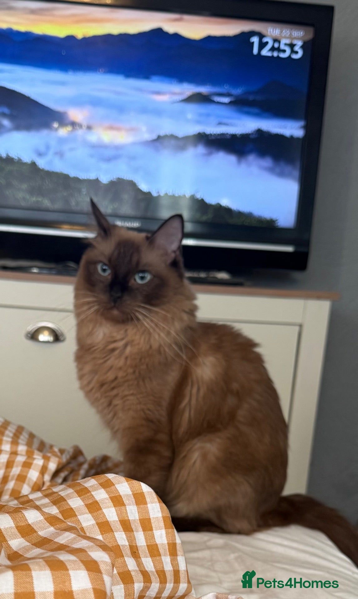 Ragdoll cats Beautiful Seal Tortie-Point Ragdoll Girl 🌸  - Advert 2