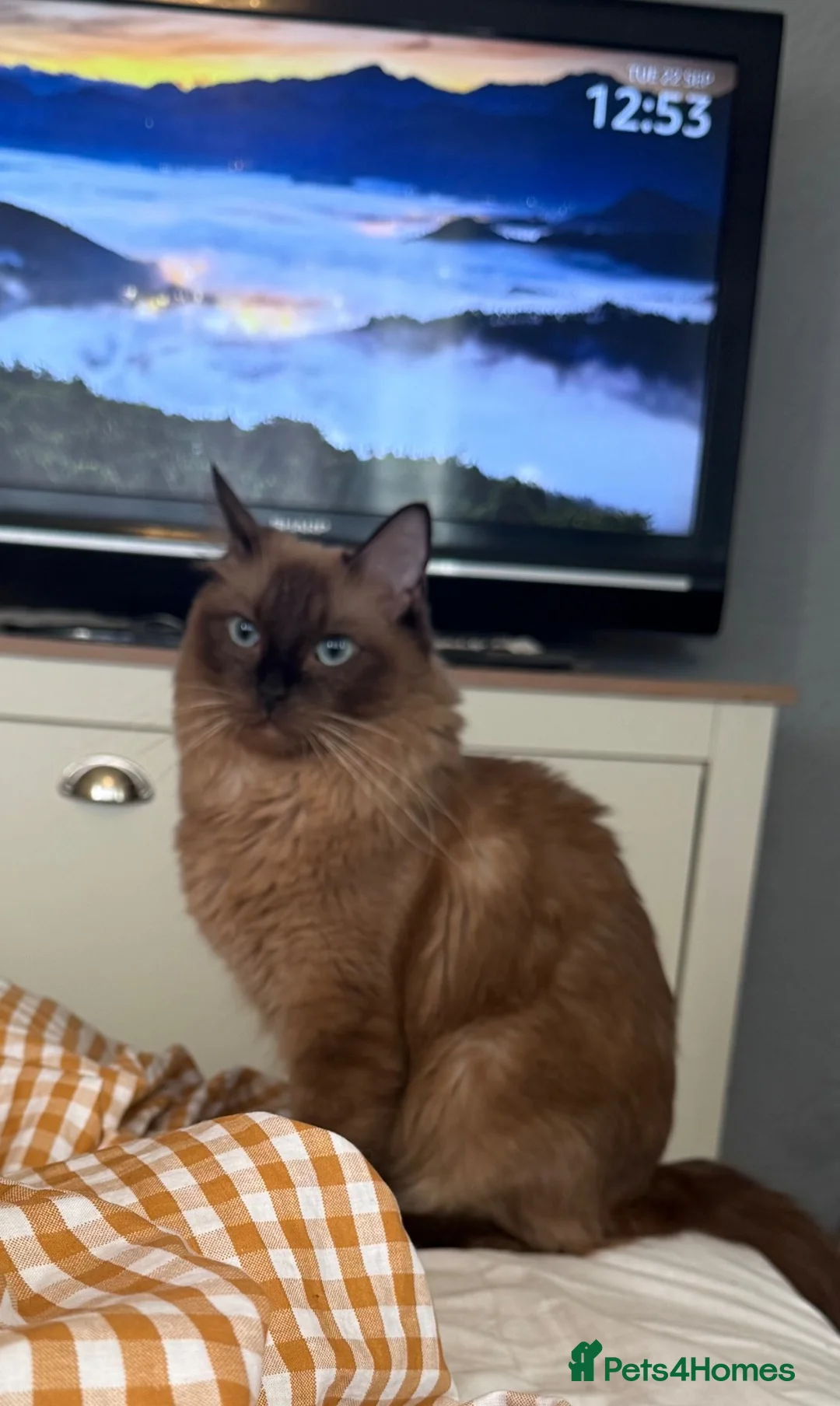 Ragdoll cats for sale: Beautiful Seal Tortie-Point Ragdoll Girl 🌸  - Advert 1