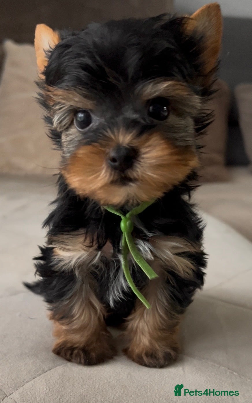 Yorkshire Terrier dogs Ready NOW Yorkie Terrier Puppy – A Special Boy ❤️ - Advert 1