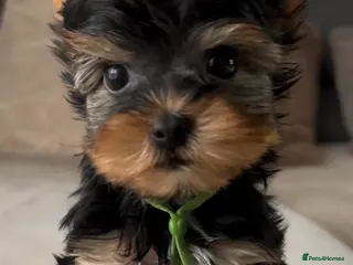 Yorkshire Terrier dogs Ready NOW Yorkie Terrier Puppy – A Special Boy ❤️ - Advert 1