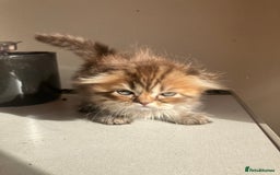 Scottish Fold cats for sale: 1 fold 2 straight Scottish darlings  - Image 16