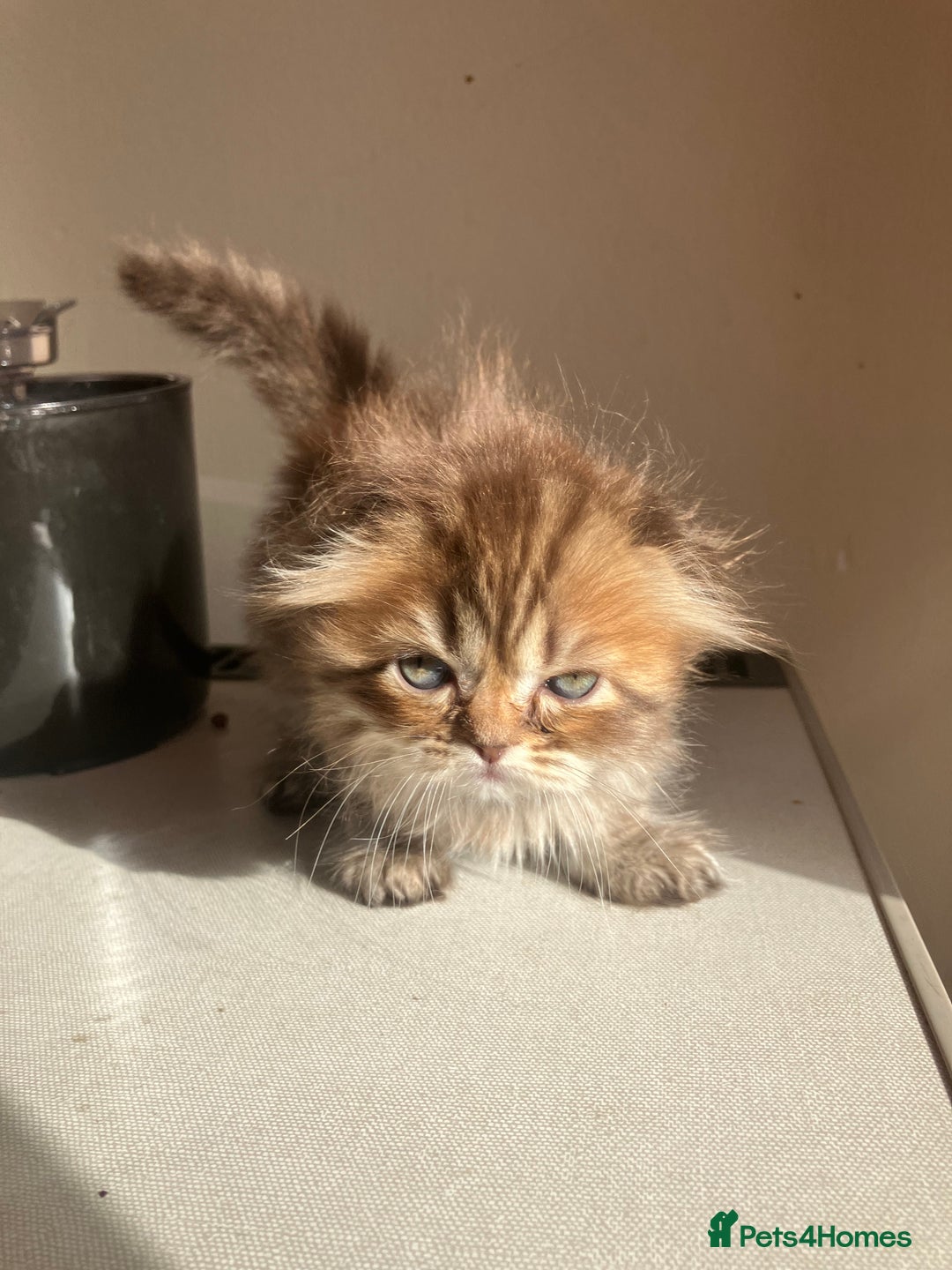 Scottish Fold cats for sale: 1 fold 2 straight Scottish darlings  - Image 16