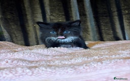 Mixed Breed cats for sale: Grey/black kittens  - Image 10