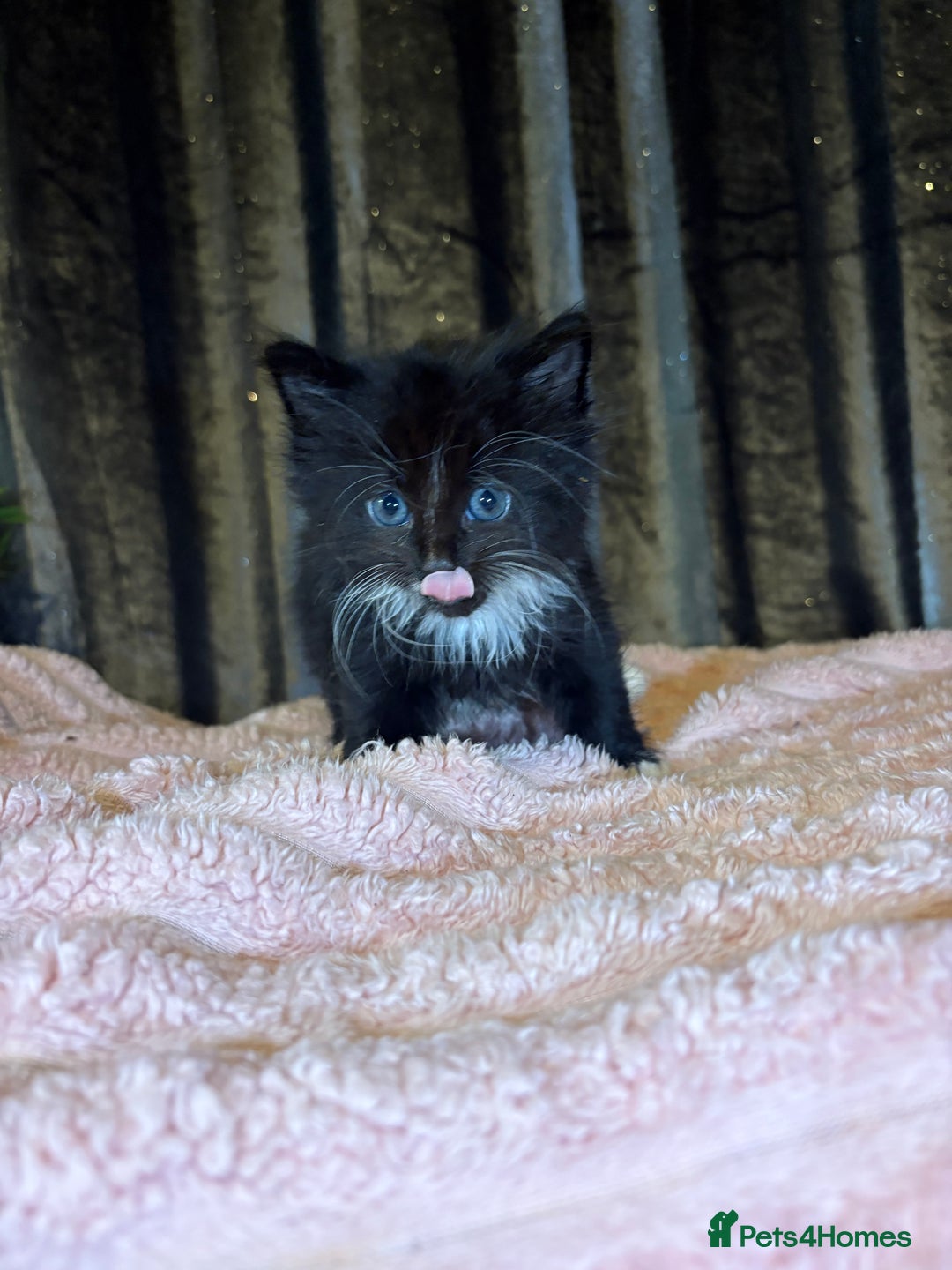 Mixed Breed cats for sale: Grey/black kittens  - Image 10