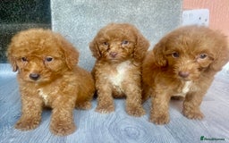 Cavapoo dogs for sale: RED CAVAPOO’S - Image 2
