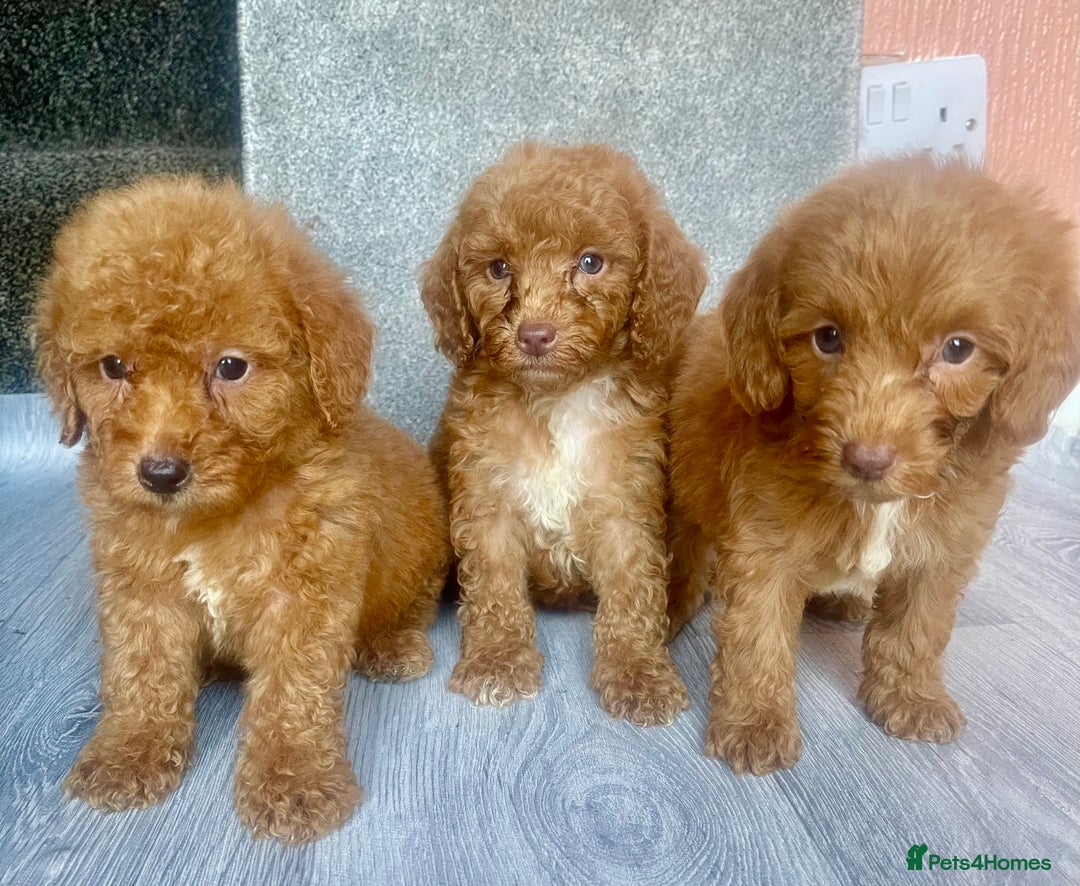 Cavapoo dogs for sale: RED CAVAPOO’S - Image 2