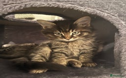 Ragdoll cats for sale: Last beautiful fluffy ragdoll boy left 😍 - Image 4