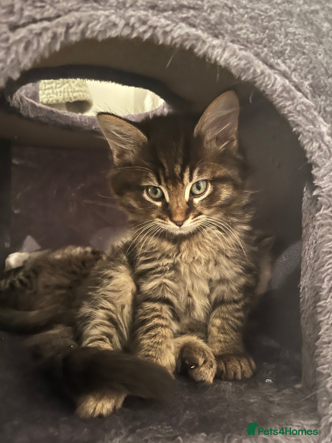 Ragdoll cats for sale: Last beautiful fluffy ragdoll boy left 😍 - Image 4