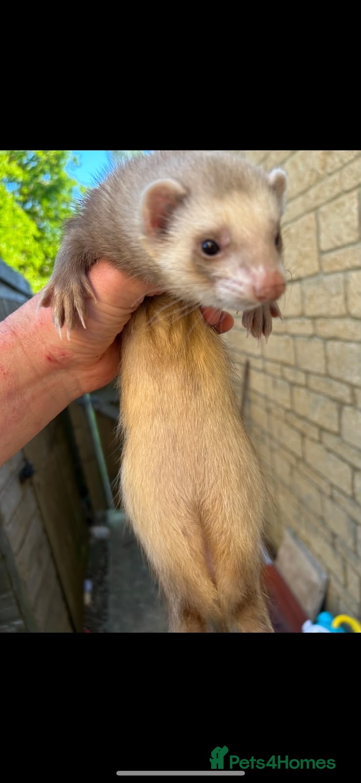 Ferret rodents Female ferret with indoor cage - Advert 18