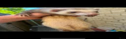 Ferret rodents for sale: Female ferret with indoor cage - Advert 1