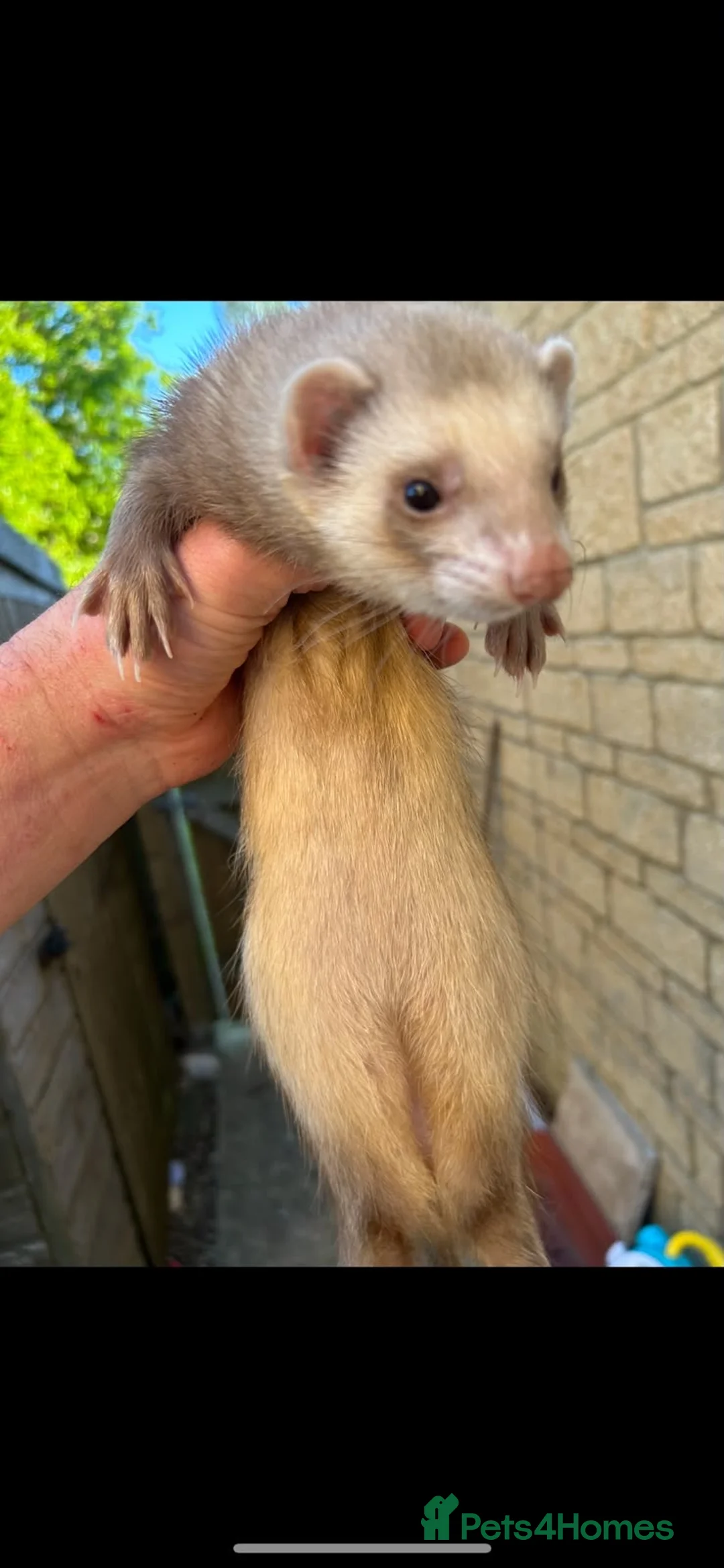 Ferret rodents for sale: Female ferret with indoor cage - Advert 1