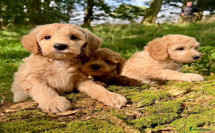 Labradoodle dogs - Advert 3