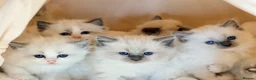 Ragdoll cats for sale: Champion pedigree Chucky Ragdoll babies  - Advert 19