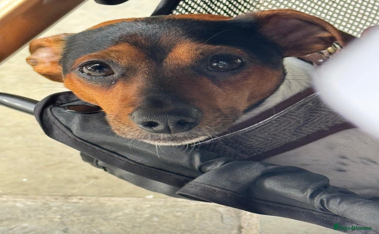 Mixed Breed dogs - Advert 1