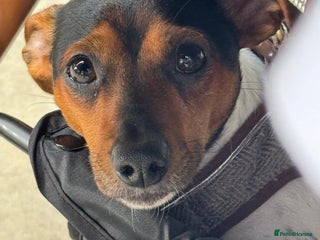 Mixed Breed dogs for sale - Advert 1