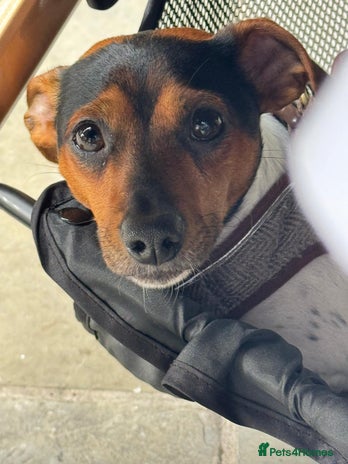 Mixed Breed dogs - Advert 1