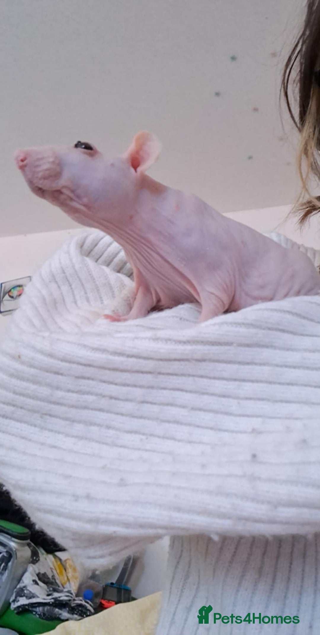 Rat rodents for sale: Double Rex Hairless Male ♥︎ in Brighton - Image 3