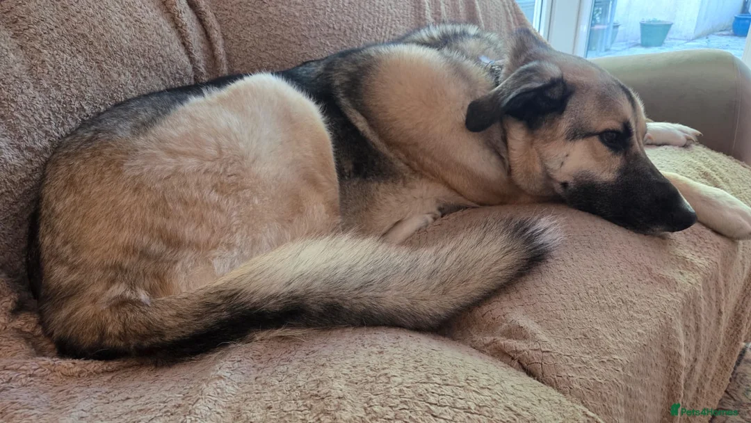 Mixed Breed dogs for adoption: Mushroom needs a new home! - Advert 2