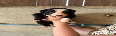 Border Collie 1