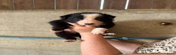 Border Collie dogs for sale: ISDS registered Border Collie pups - working/trial - Advert 7