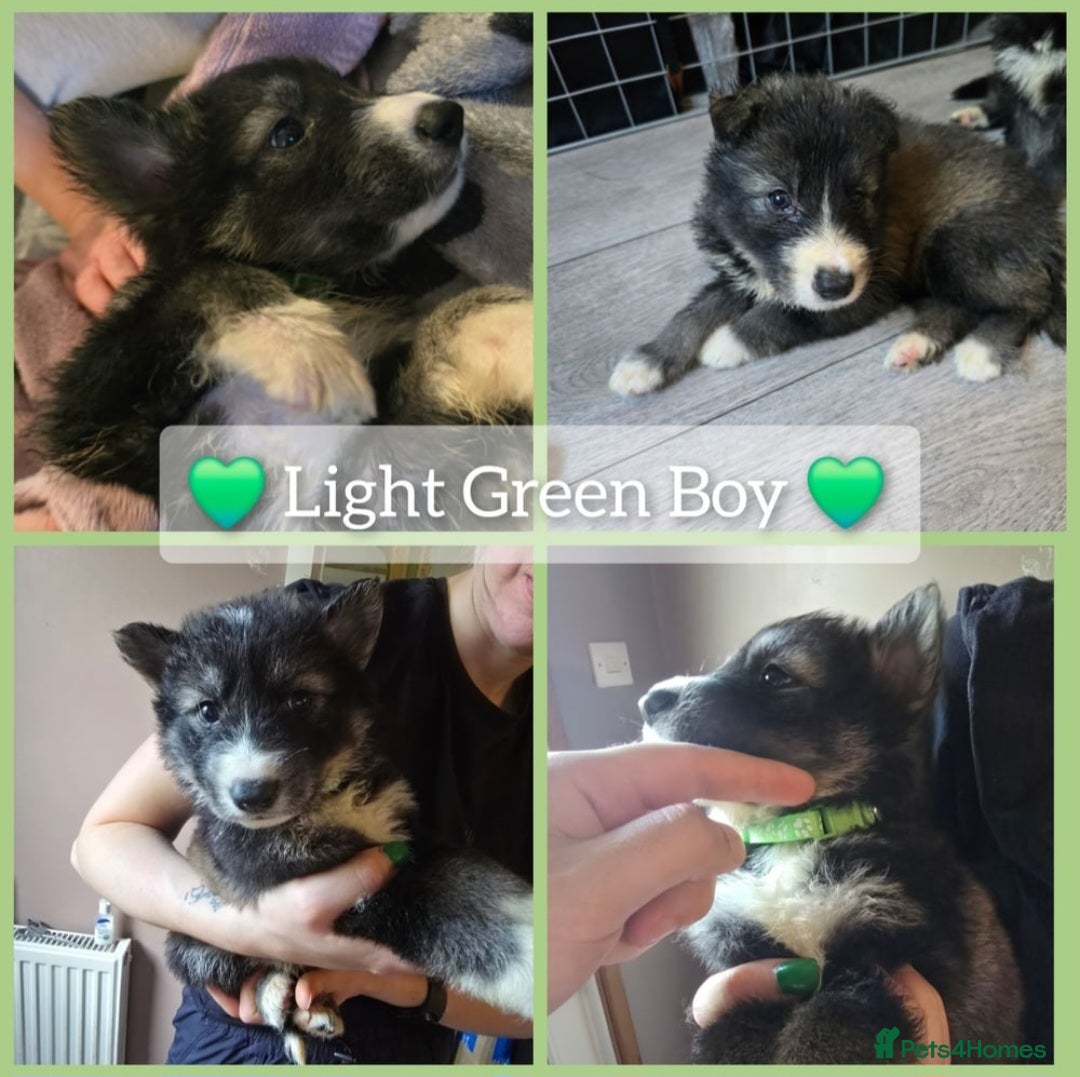 Mixed Breed dogs for sale: German Shepherd X Puppies - Image 14
