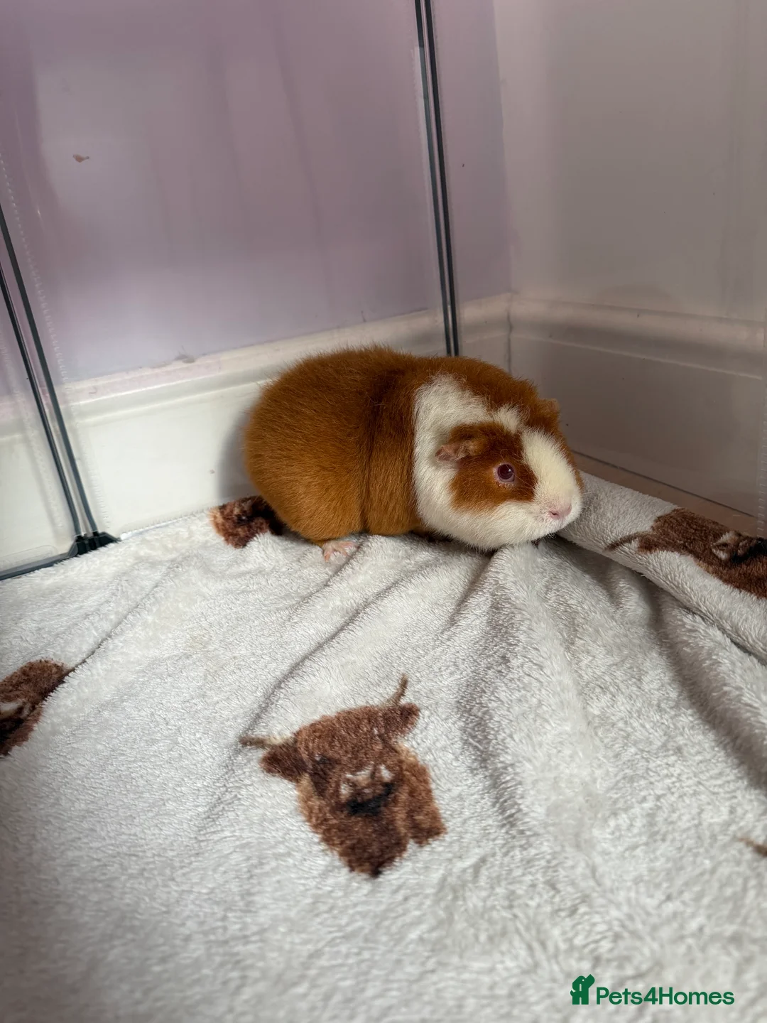 Guinea Pig rodents for sale: 3 female guinea pigs for sale  - Advert 3