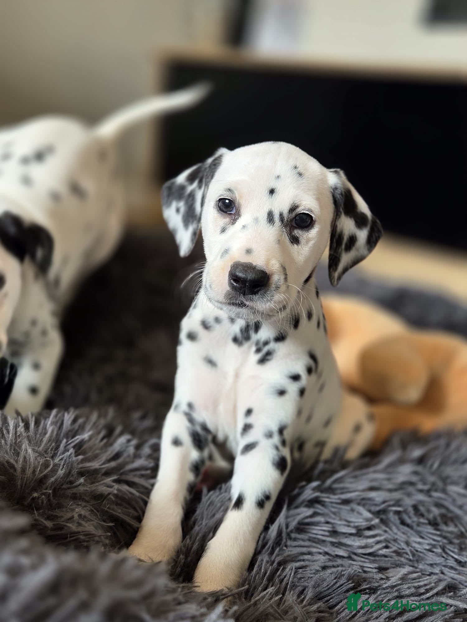 Dalmatian dogs for sale: Beautiful KC Reg Dalmatian Puppies - Advert 1