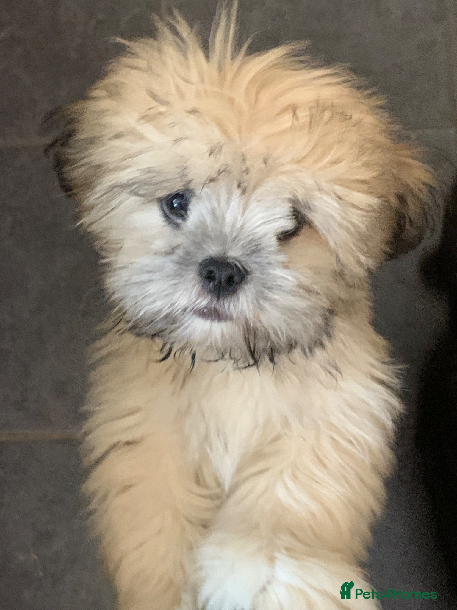 Lhasa Apso dogs Beautiful Lhasa boys for sale ready now  - Advert 10