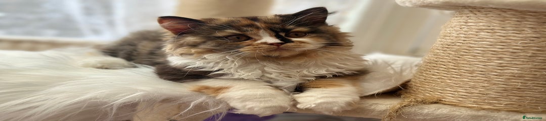 Dollie 2