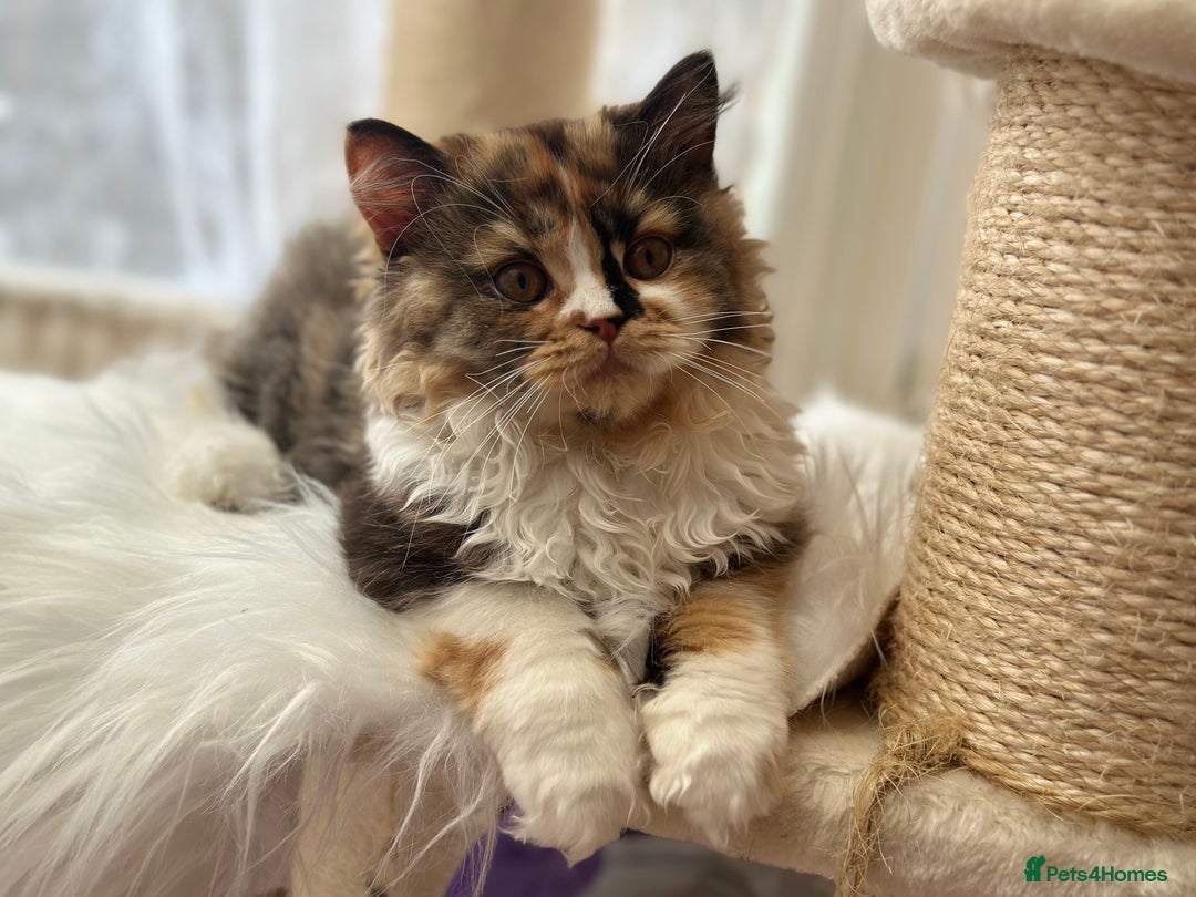 British Longhair cats for sale: Champion line PEDIGREE BLH/BSH kittens 🩵🩷💙 - Image 2