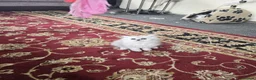 Persian cats for sale: Persian kitties in Alloa - Advert 16
