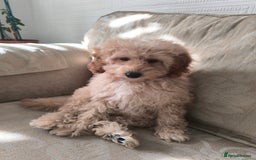 Poodle dogs for sale: Female puppy poodle 🩷 Liverpool - Image 2