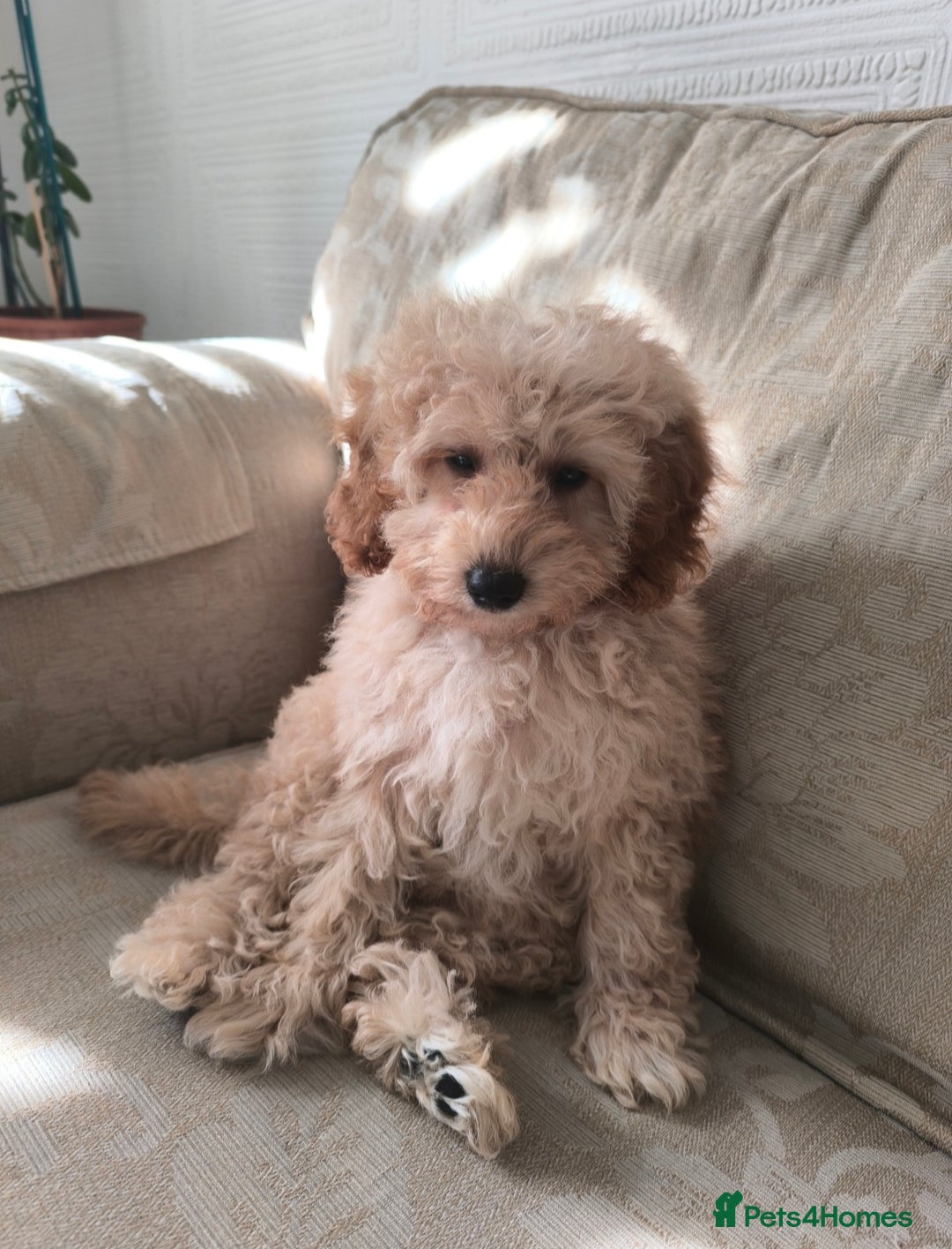 Poodle dogs for sale: Female puppy poodle 🩷 Liverpool - Image 2