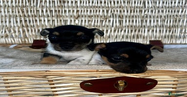 Jack Russell dogs - Advert 3