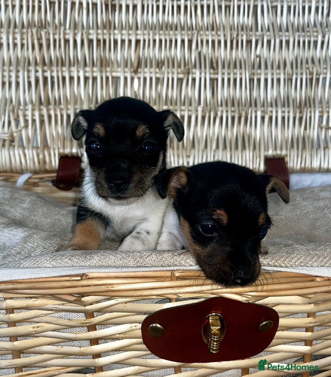 Jack Russell dogs for sale: Miniature Jackrussle  - Image 2